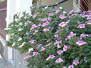 Archivo:Catharanthus roseus