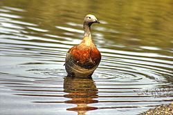 Archivo:Cauquen en Lago Moquehue