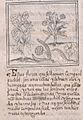 Cempoalxochitl - Códice Florentino - 186v