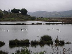 Archivo:Cisnes en Cahuil