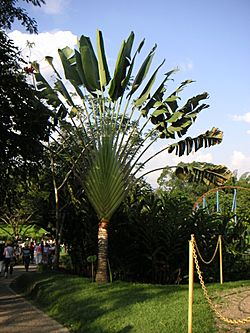 Colpfl39.jpg