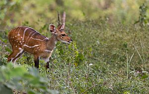 Archivo:Comoe Bushbuck
