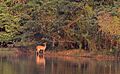 Comoe bushbuck