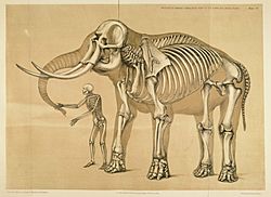Archivo:Comparative view of the human and elephant frame, Benjamin Waterhouse Hawkins, 1860