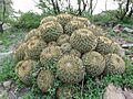 Coryphantha recurvata recurvata 1