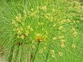 Cyperus papyrus1