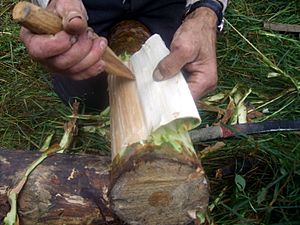 Archivo:Detaching inner bark of pine