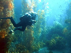 Archivo:Diver in kelp forest