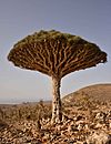 Dragon's Blood Tree, Socotra Island (11083564084).jpg
