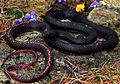 Eastern Coachwhip (Masticophis flagellum flagellum) (41468055932)