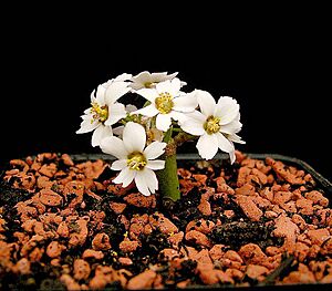 Archivo:Euphorbia xanti2 ies