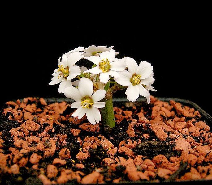 Euphorbia xanti2 ies