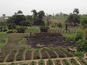 Archivo:Extensive Landwirtschaft im Norden Benins bei Djougou