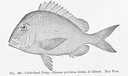 FMIB 52023 Little-head Porgy, Calamus proridens Jordan & Gilbert Key West.jpeg