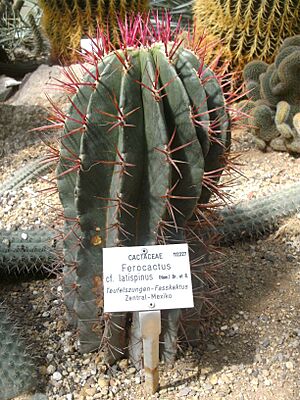 Archivo:Ferocactus latispinus, Botanischer Garten Heidelberg