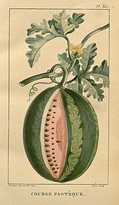 Flore médicale des Antilles, ou, Traité des plantes usuelles (Pl. 305) (7795661744).jpg