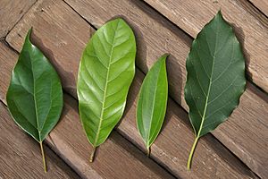 Archivo:Four leaves of Lauraceae