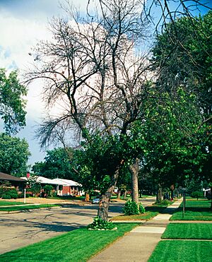 Archivo:Fraxinus pennsylvanica Agrilus