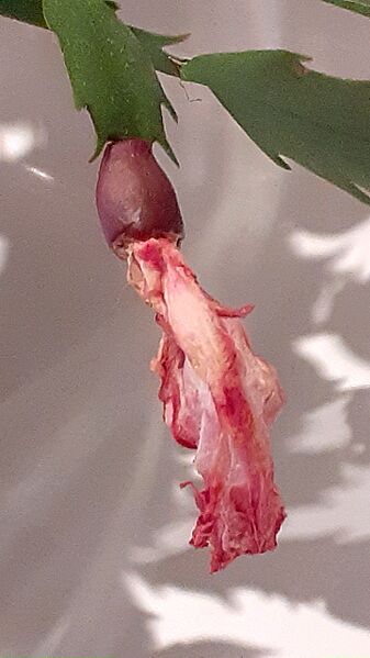 Fruto de la Schlumbergera 02