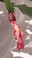 Fruto de la Schlumbergera 02