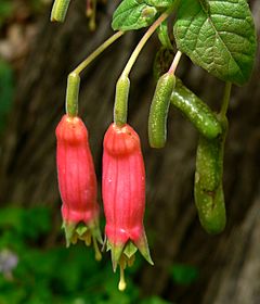Archivo:Fuchsia splendens 2