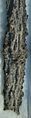 Fulgurite1