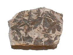 Archivo:Gingko fossile-jurassique 0