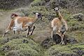 Guanaco (Lama guanicoe) - Torres del Paine National Park 20
