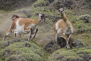 Archivo:Guanaco (Lama guanicoe) - Torres del Paine National Park 20