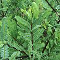 Hojas de Eysenhardtia polystachya