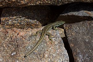 Archivo:Iberolacerta cyreni Gredos