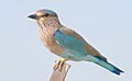 Indian Roller (Coracias benghalensis)2