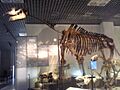Indricotherium skeleton