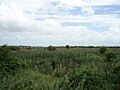 Jamaame maize field