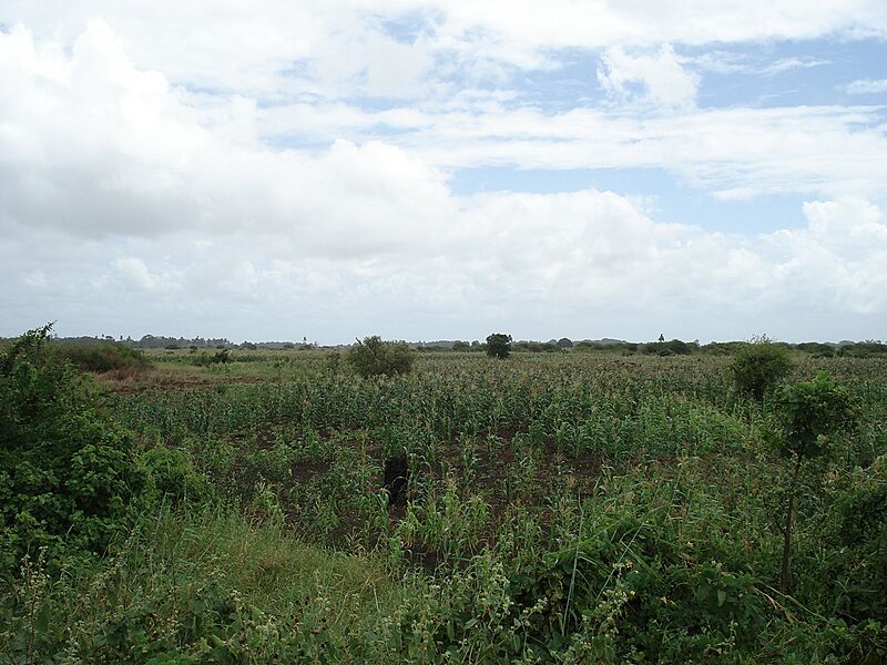 Jamaame maize field