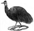 King Island Emu
