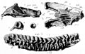 Leptocleidus