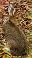 Liebre americana (Lepus americanus), Refugio Nacional de Vida Silvestre Tetlin, Alaska, Estados Unidos, 2017-08-24, DD 70