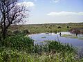 Llanurapampeana