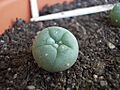 Lophophora Williamsii one year old