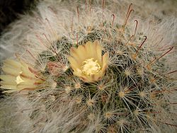 Archivo:Mammillaria bocasana 03 ies