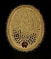 Microdon Eggeri larvae third instar (by Maria andries, 1912)