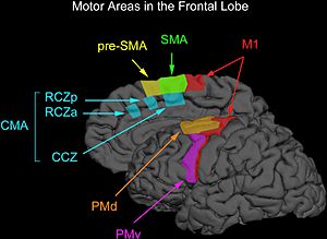 Archivo:Motor areas in the frontal lobe
