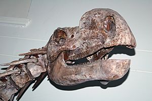 Archivo:Muttaburrasaurus skull aus