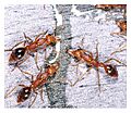 Nothomyrmecia macrops feeding on honey bait