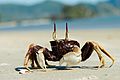 Ocypode-ceratophthalma-horned-ghost-crab-krabi-thailand