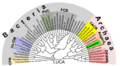Phylogenetic Tree of Prokaryota
