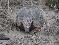 Piche (Zaedyus pichiy) in laguna Las Coloradas Chubut.JPG