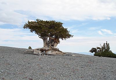 Archivo:Pinus longaeva Mt Washington 2