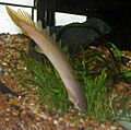 Polypterus senegalus senegalus headstand